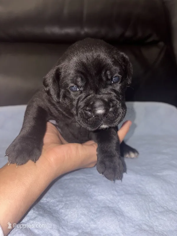 Meadow Purple Collar  – Cane Corso puppy for sale in Mount Tremper, NY