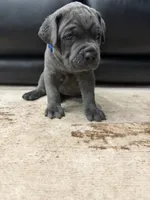 Capone-Blue Collar, a male Cane Corso for sale in Mount Tremper, NY – 4 of 10