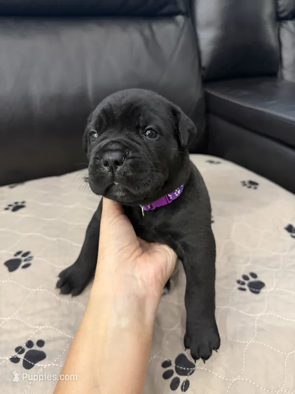 Meadow Purple Collar  – Cane Corso puppy for sale in Mount Tremper, NY