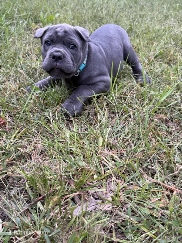 Maria-Teal Collar – Cane Corso puppy for sale in Mount Tremper, NY
