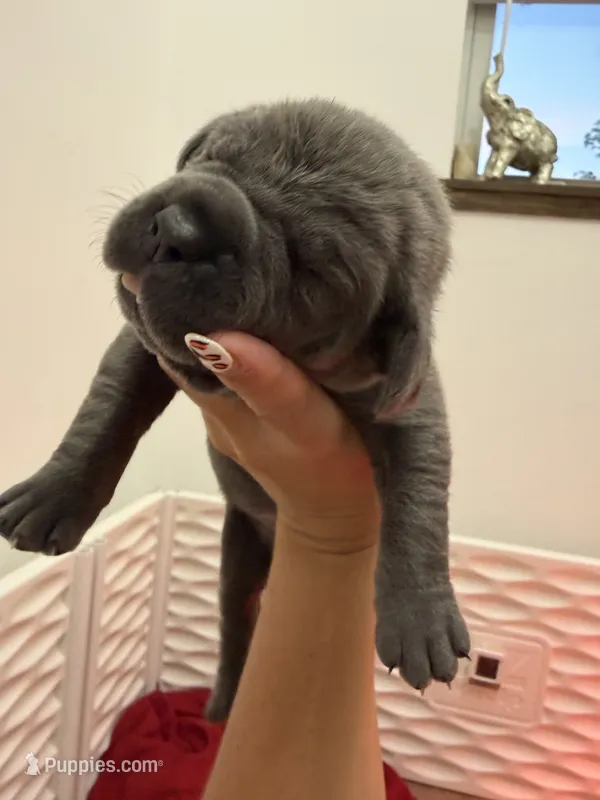 Maria – Cane Corso puppy for sale in Mount Tremper, NY