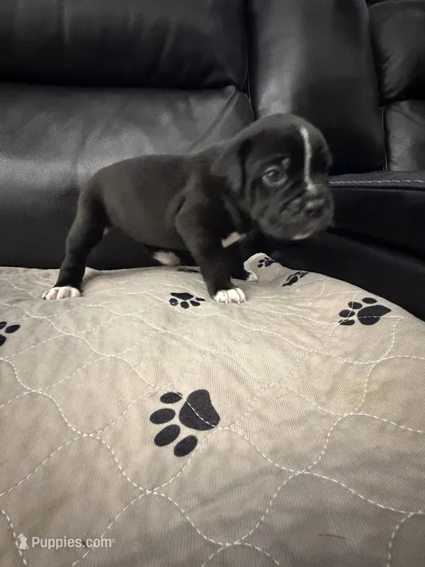 Pablo  – Cane Corso puppy for sale in Mount Tremper, NY