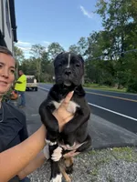 Pablo , a male Cane Corso for sale in Mount Tremper, NY – 3 of 9