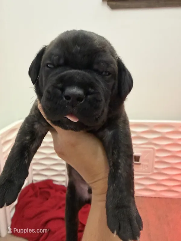 Lucky – Cane Corso puppy for sale in Mount Tremper, NY