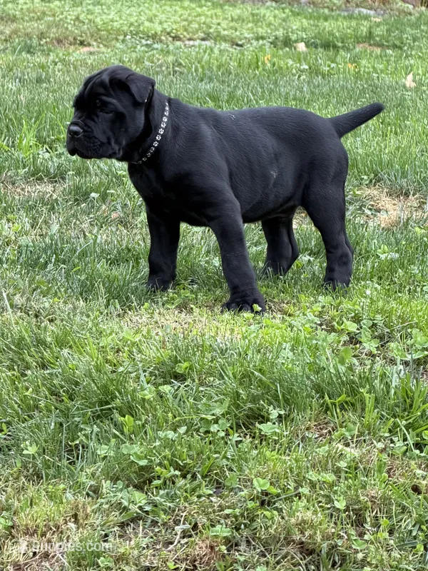 John-Black Collar – Cane Corso puppy for sale in Mount Tremper, NY