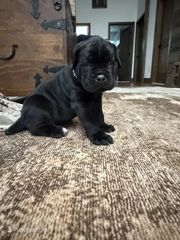 John-Light Grey Collar – Cane Corso puppy for sale in Mount Tremper, NY