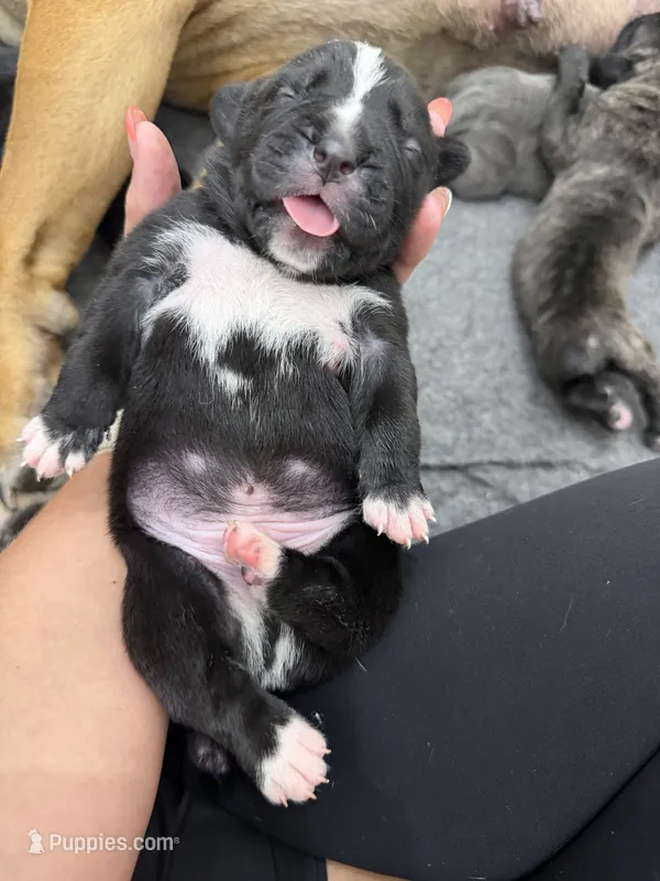 Pablo  – Cane Corso puppy for sale in Mount Tremper, NY