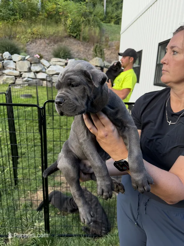 Griselda -dark pink collar – Cane Corso puppy for sale in Mount Tremper, NY