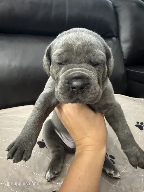 Janice-Light Pink Collar – Cane Corso puppy for sale in Mount Tremper, NY