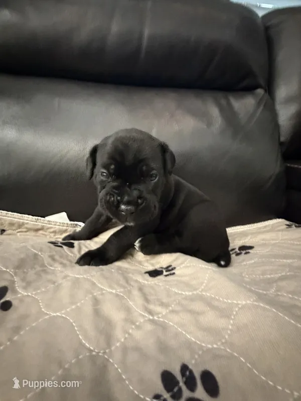 Carmela - Yellow Collar – Cane Corso puppy for sale in Mount Tremper, NY