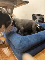 Capone-Blue Collar, a male Cane Corso for sale in Mount Tremper, NY – 7 of 10