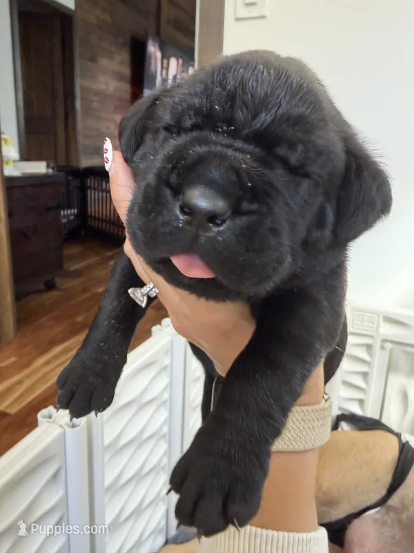 John-Light Grey Collar – Cane Corso puppy for sale in Mount Tremper, NY