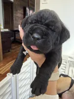 John-Light Grey Collar, a male Cane Corso for sale in Mount Tremper, NY – 1 of 4