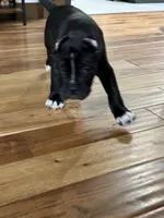 Pablo , a male Cane Corso for sale in Mount Tremper, NY – 7 of 9