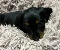Onyx, a male Miniature Dachshund for sale in Eureka, KS – 2 of 2