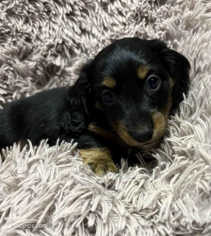 Onyx – Miniature Dachshund puppy for sale in Eureka, KS