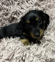 Onyx, a male Miniature Dachshund for sale in Eureka, KS – 1 of 2