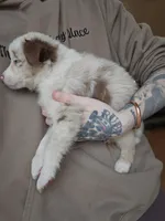 Cashew Toy/Mini Red Merle, a male Miniature Australian Shepherd for sale in Milton, WI – Photo 2 of 2