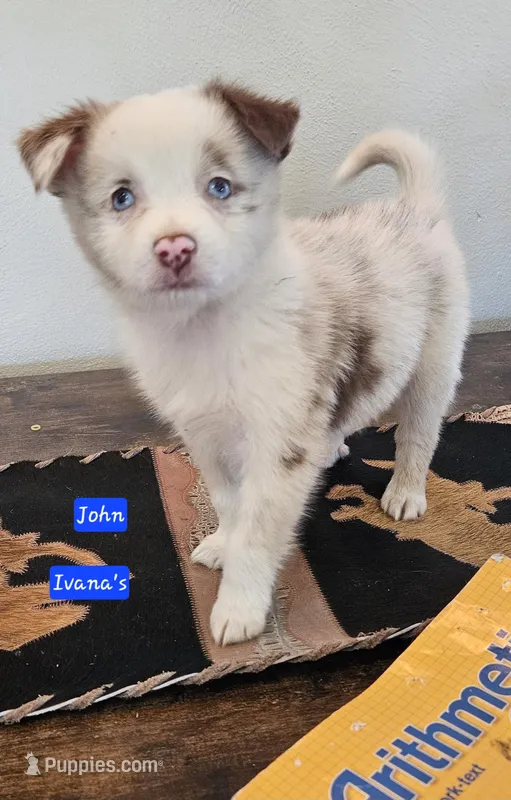 Cashew Toy/Mini Red Merle – Miniature Australian Shepherd puppy for sale in Milton, WI