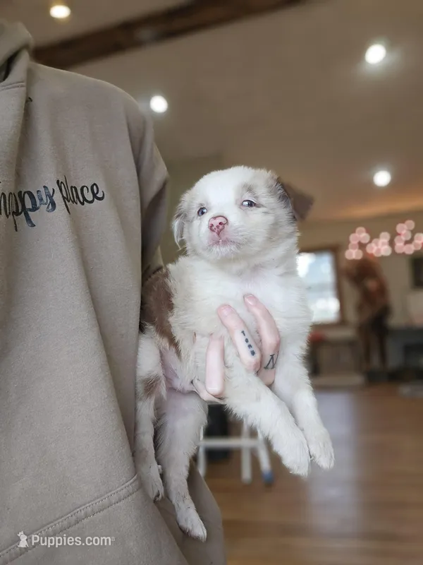 Cashew Toy/Mini Red Merle – Miniature Australian Shepherd puppy for sale in Milton, WI