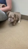 Super FLUFFY boy, a male French Bulldog for sale in Milton, WI – 2 of 6