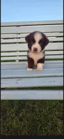 Mini Aussies Blue eyed girl, a female Miniature Australian Shepherd for sale in Milton, WI – 2 of 2