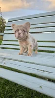 Fluffy Merle Girl, a female French Bulldog for sale in Milton, WI – 3 of 3