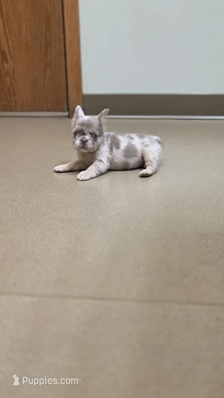 Fluffy Merle Girl – French Bulldog puppy for sale in Milton, WI