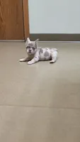 NewShade Tan Point Isabella Merle FLUFFY, a female French Bulldog for sale in Milton, WI – 2 of 10