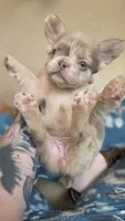 NewShade Tan Point Isabella Merle FLUFFY, a female French Bulldog for sale in Milton, WI – 3 of 10