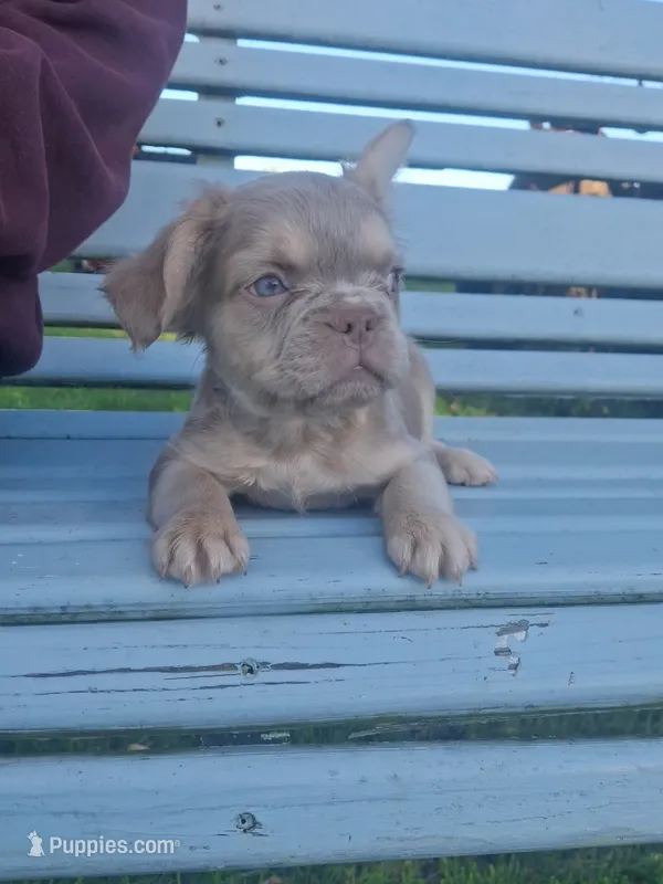 Fluffy NewShade Isabella and Tan, pink carrier  – French Bulldog puppy for sale in Milton, WI