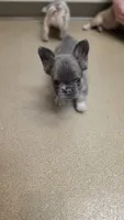 Pibble Fluffy Boy, a male French Bulldog for sale in Milton, WI – 8 of 8