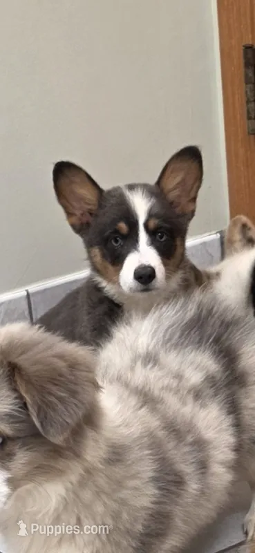 Beautiful Dilute Bluie Girl – Pembroke Welsh Corgi puppy for sale in Milton, WI