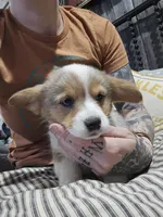 Breslyn, Blue Merle Bob Tail, a female Pembroke Welsh Corgi for sale in Milton, WI – Photo 6 of 7