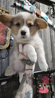 Breslyn, Blue Merle Bob Tail, a female Pembroke Welsh Corgi for sale in Milton, WI – Photo 2 of 7