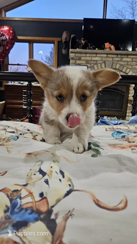 Breslyn, Blue Merle Bob Tail – Pembroke Welsh Corgi puppy for sale in Milton, WI