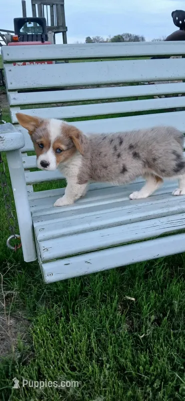 Breslyn, Blue Merle Bob Tail – Pembroke Welsh Corgi puppy for sale in Milton, WI