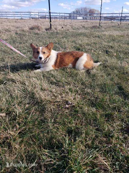 Ramona Piebald Girl – Pembroke Welsh Corgi puppy for sale in Milton, WI