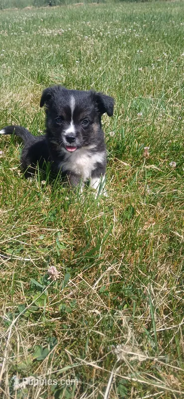 Tiny Toy – Toy Australian Shepherd puppy for sale in Milton, WI