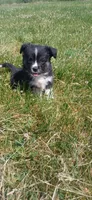 Tiny Toy, a male Toy Australian Shepherd for sale in Milton, WI – 1 of 3