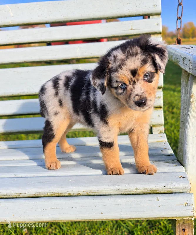 Blue Merle, a female Miniature Australian Shepherd for sale in Milton, WI – 1 of 5