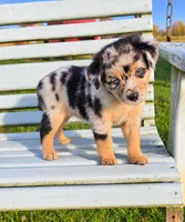 Blue Merle, a female Miniature Australian Shepherd for sale in Milton, WI – 1 of 5