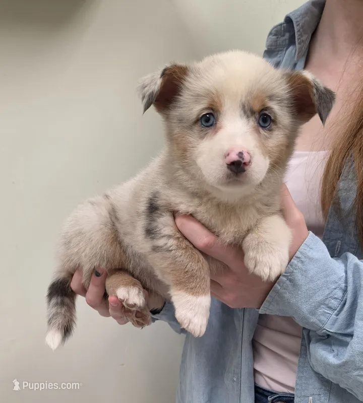 Dilute Merle Girl – Pembroke Welsh Corgi puppy for sale in Milton, WI