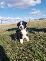 Tulip TOY Aussie, a female Miniature Australian Shepherd for sale in Milton, WI – Photo 2 of 2