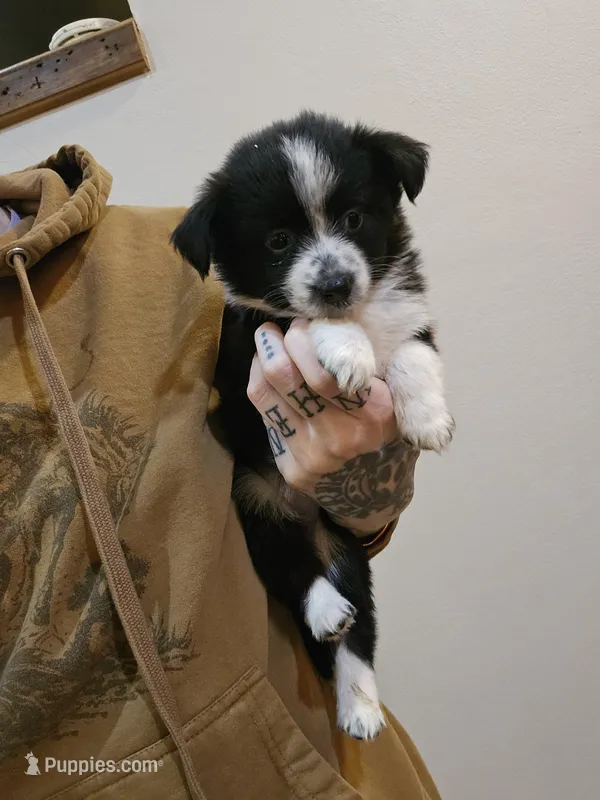 Tulip TOY Aussie – Miniature Australian Shepherd puppy for sale in Milton, WI