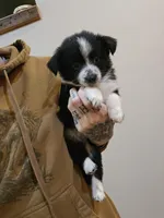 Tulip TOY Aussie, a female Miniature Australian Shepherd for sale in Milton, WI – Photo 1 of 2