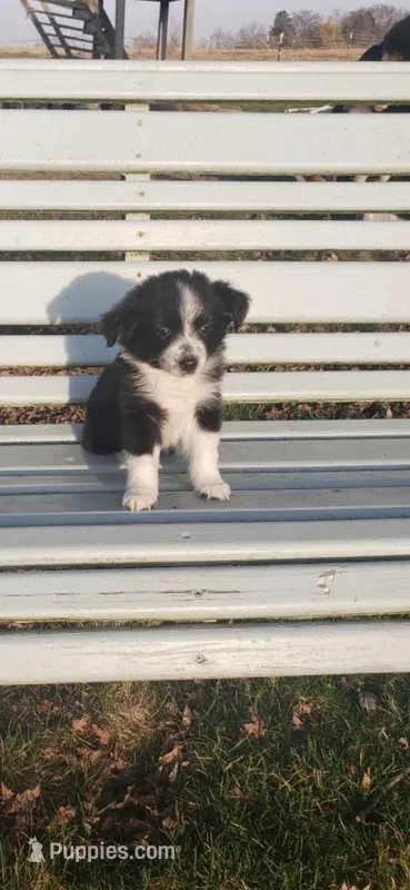 Tulip TOY Aussie – Miniature Australian Shepherd puppy for sale in Milton, WI