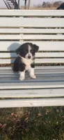 Tulip Small TOY Aussie, a female Miniature Australian Shepherd for sale in Milton, WI – Photo 1 of 7