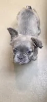 Fluffy Girl "Enola" , a female French Bulldog for sale in Milton, WI – 2 of 8