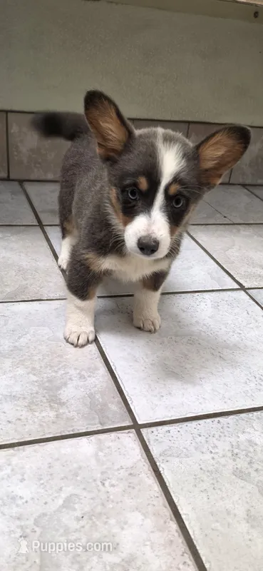 Beautiful Dilute Bluie Girl – Pembroke Welsh Corgi puppy for sale in Milton, WI
